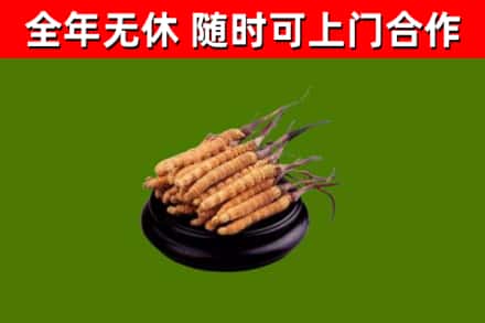 泰来县回收冬虫夏草