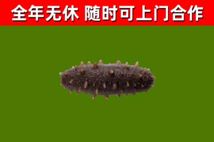 泰来县回收海参干